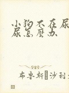 小狗不在尿垫上尿怎么办