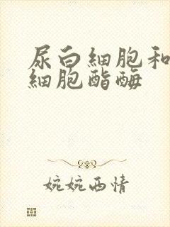 尿白细胞和尿白细胞酯酶