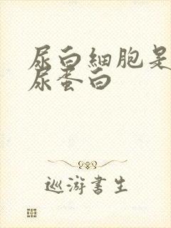 尿白细胞是不是尿蛋白