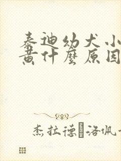 泰迪幼犬小便发黄什么原因