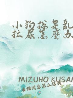 小狗总是乱拉屎拉尿怎么办