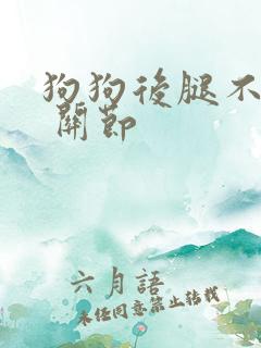 狗狗后腿不着地 关节