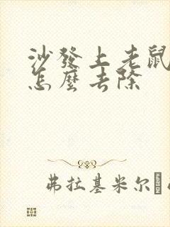 沙发上老鼠尿味怎么去除