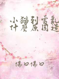 小猫到处乱尿是什么原因造成的