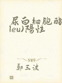尿白细胞酯酶(leu)阳性