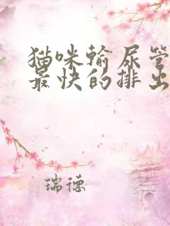 猫咪输尿管结石最快的排出方法