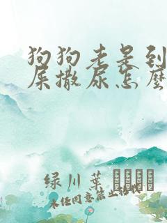 狗狗老是到处拉屎撒尿怎么办