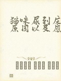 猫咪尿到床上的原因以及应对方法