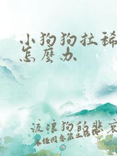 小狗狗拉稀带血怎么办