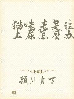 猫咪老是往沙发上尿怎么办