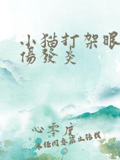 小猫打架眼睛受伤发炎