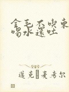 金毛不吃东西只喝水还吐