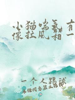 小猫喘气有声音像拉风箱一样