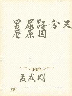 男尿路分叉是什么原因