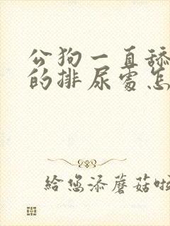 公狗一直舔自己的排尿处怎么回事