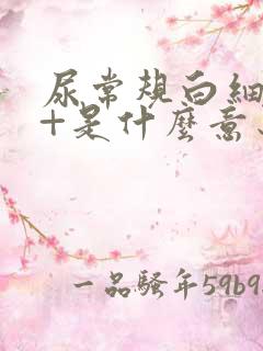 尿常规白细胞2+是什么意思?