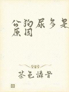 公狗尿多是什么原因