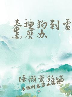 泰迪狗到处乱尿怎么办