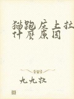 猫跑床上拉尿是什么原因