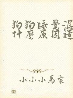 狗狗睡觉漏尿是什么原因造成的