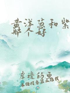 黄洋葱和紫洋葱哪个好