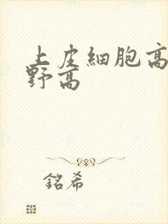 上皮细胞高倍视野高