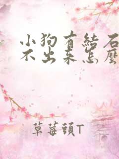 小狗有结石,尿不出来怎么解决