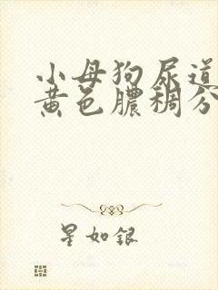 小母狗尿道口有黄色脓稠分泌物