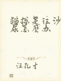 猫总是往沙发上尿怎么办