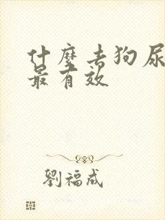 什么去狗尿骚味最有效