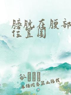 膀胱在腹部哪个位置图