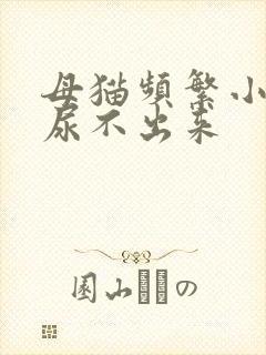 母猫频繁小便但尿不出来