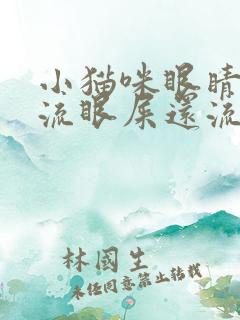 小猫咪眼睛红肿流眼屎还流眼泪