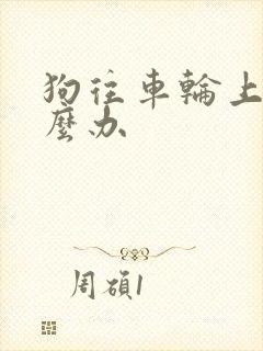 狗往车轮上尿怎么办