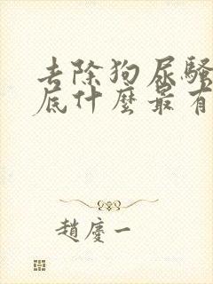 去除狗尿骚味到底什么最有效