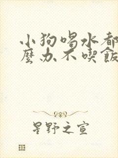 小狗喝水都吐怎么办不吃饭