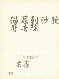 猫尿到沙发上怎么去除