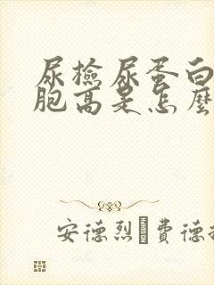 尿检尿蛋白白细胞高是怎么回事