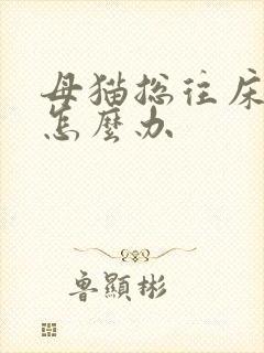 母猫总往床上尿怎么办