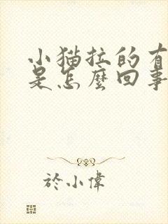 小猫拉的有点稀是怎么回事