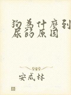 狗为什么到处撒尿的原因