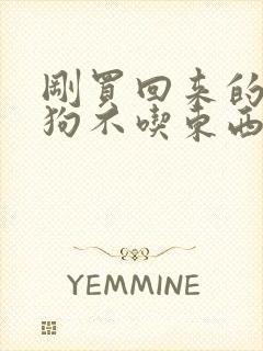 刚买回来的小狗狗不吃东西怎么办