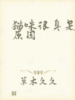 猫咪很臭是什么原因