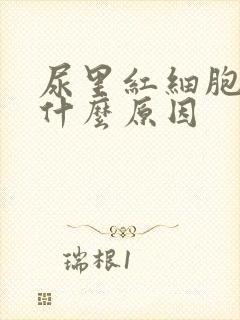 尿里红细胞高是什么原因