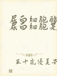 尿白细胞酯酶和尿白细胞是一个吗?