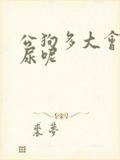 公狗多大会抬腿尿呢