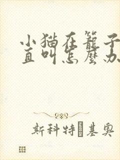 小猫在笼子里一直叫怎么办