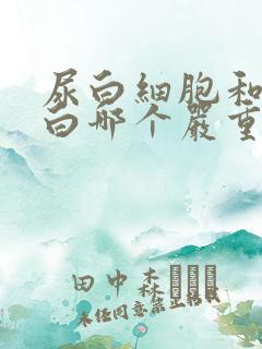 尿白细胞和尿蛋白哪个严重