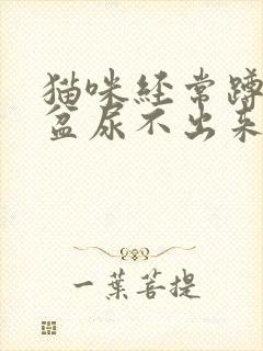 猫咪经常蹲猫砂盆尿不出来怎么回事