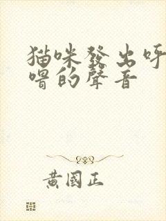 猫咪发出呼噜呼噜的声音